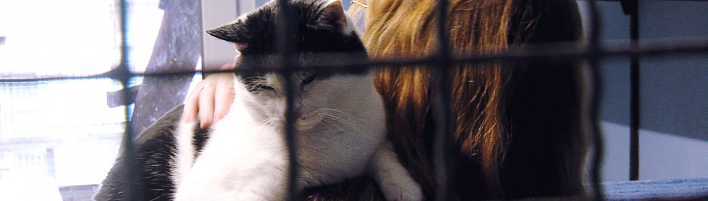 Die verschmusten Katzen im Tierheim Reutlingen lieben die ehrenamtlichen Katzenstreichler  | Bildquelle: RTF.1