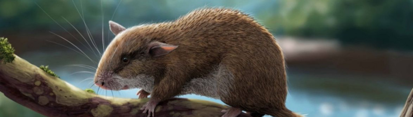 Stachelbilch | Bildquelle: Universit&auml;t T&uuml;bingen