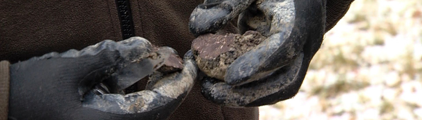 Anhand der Maserung erkennt man einen guten Perigord-Tr&uuml;ffel | Bildquelle: RTF.1