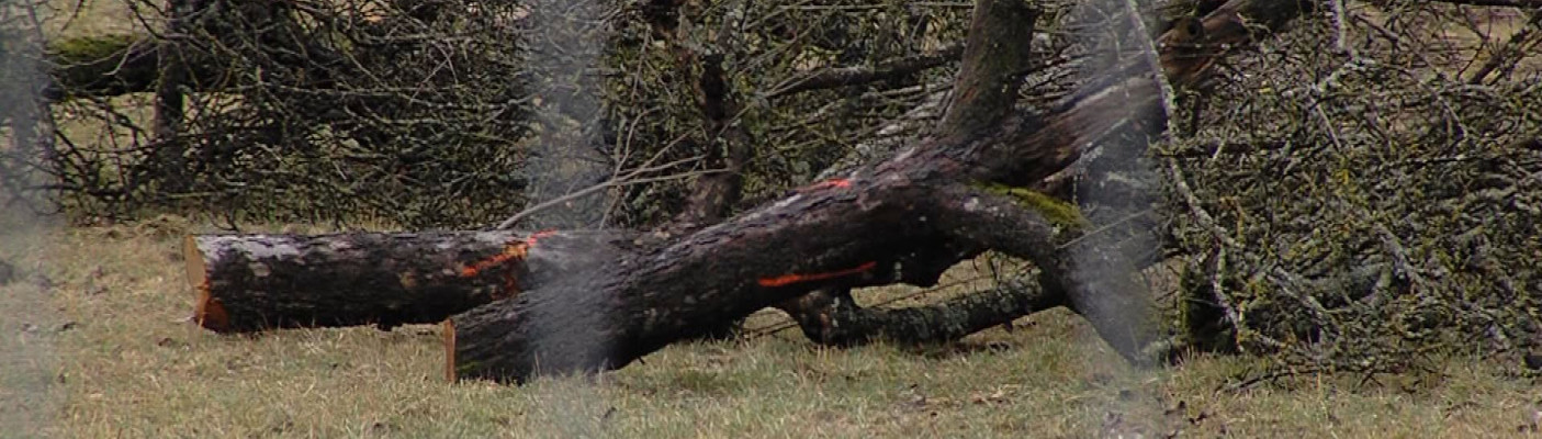 Gef&auml;llter Streuobstbaum | Bildquelle: RTF.1