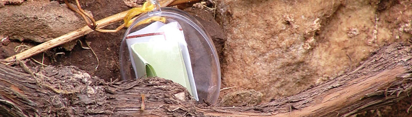 Literarische Ostereiersuche am H&ouml;lderlinturm | Bildquelle: RTF.1