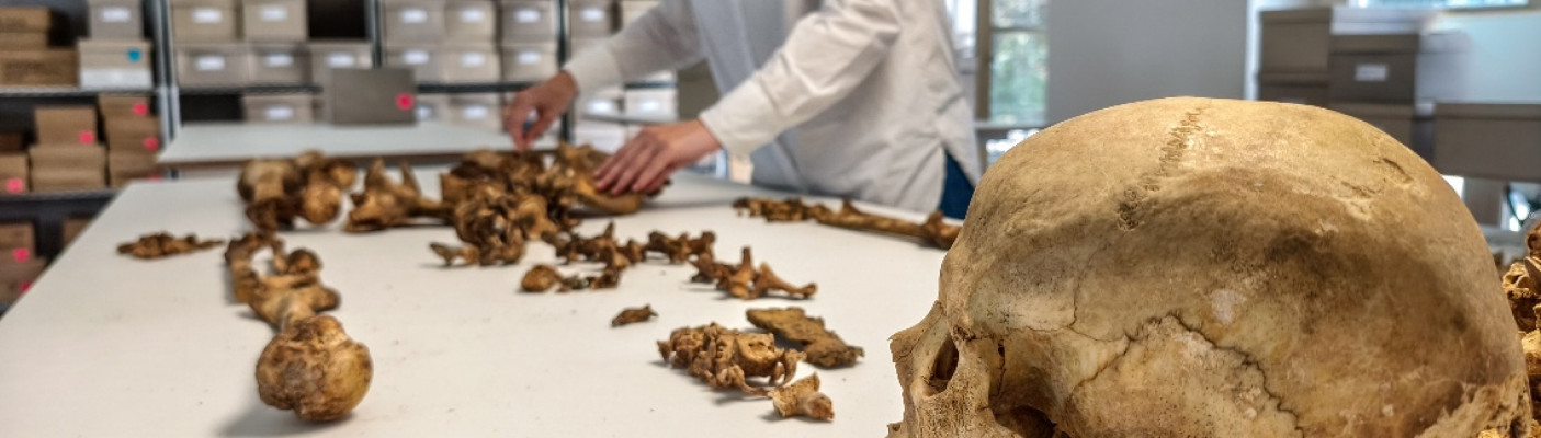 Anthropologische Untersuchung eines Skeletts vom fr&uuml;hmittelalterlichen Fundplatz Altheim bei Landshut an der Staatsammlung f&uuml;r Anthropologie M&uuml;nchen (SAM) | Bildquelle: Foto/?: Harbeck/SAM