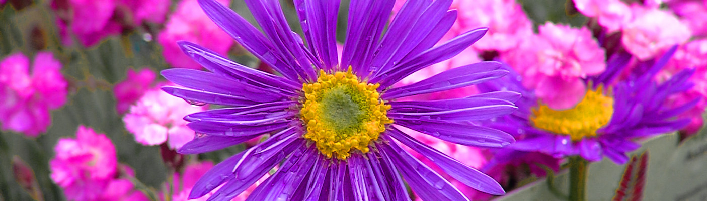 GardenLife 2026 | Bildquelle: RTF.1