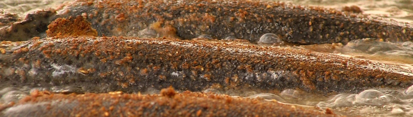 Gebratene Fische | Bildquelle: RTF.1