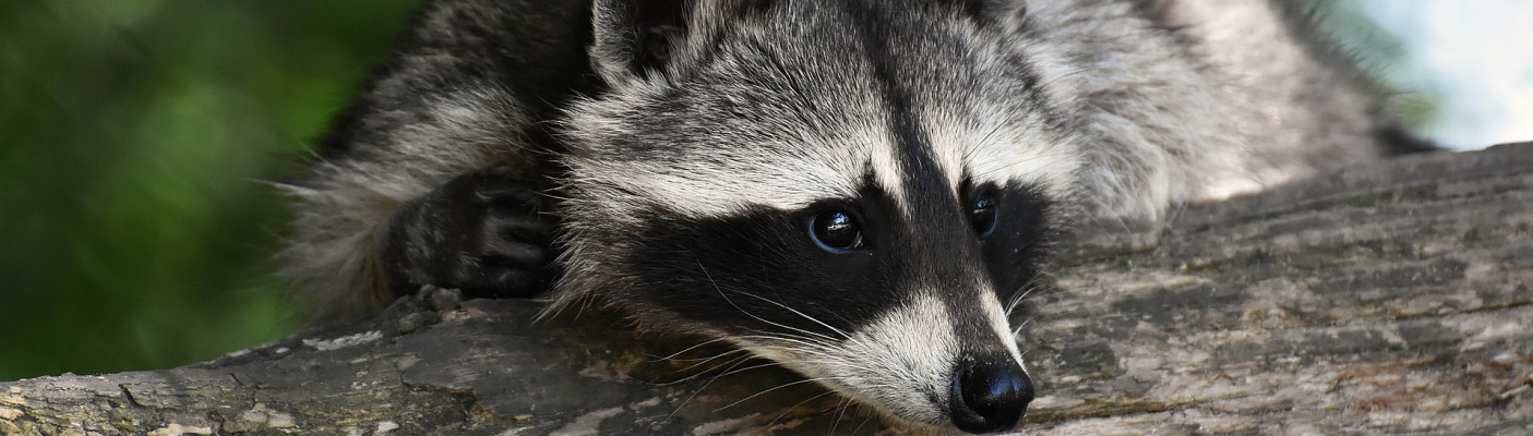 Waschb&auml;r | Bildquelle: Pixabay/Alexas Fotos