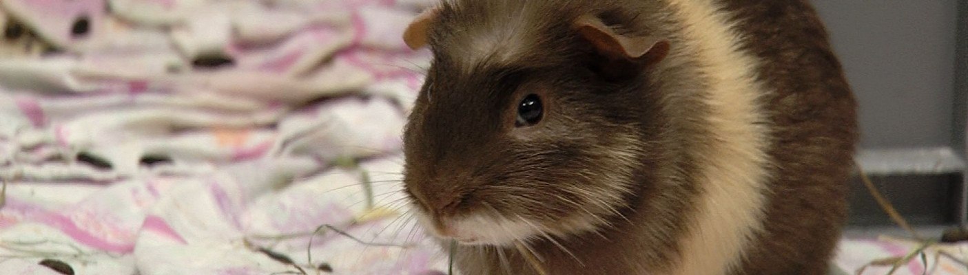 Meerschweinchen im Sommer | Bildquelle: RTF.1