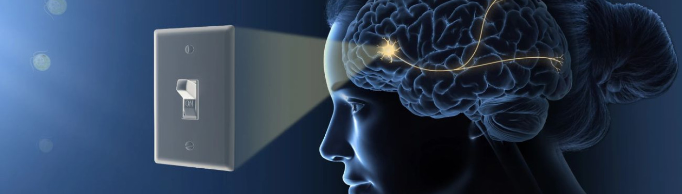 Optogenetik | Bildquelle:  The Nobel Committee for Physiology or Medicine/Mattias Karl&eacute;n