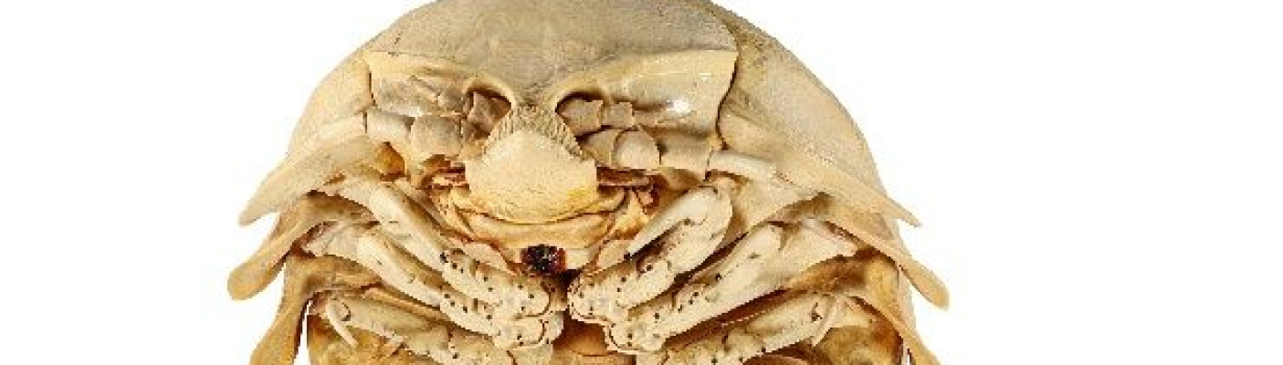 Riesenassel Bathynomus tuebingoborikensis | Bildquelle: Julie Klaess