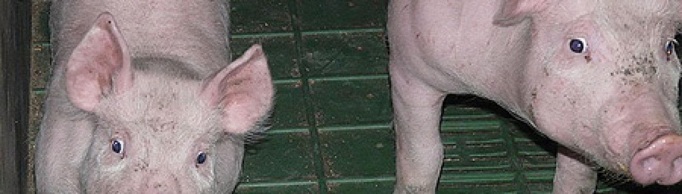 Schweine im Stall | Bildquelle: pixabay.com