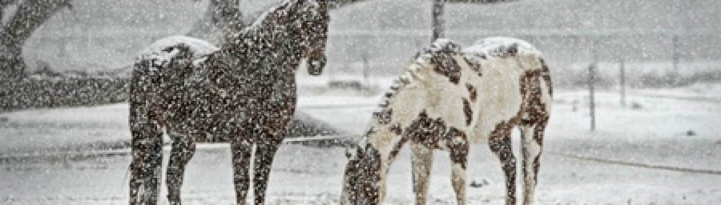 Pferde im Schnee | Bildquelle: RTF.1