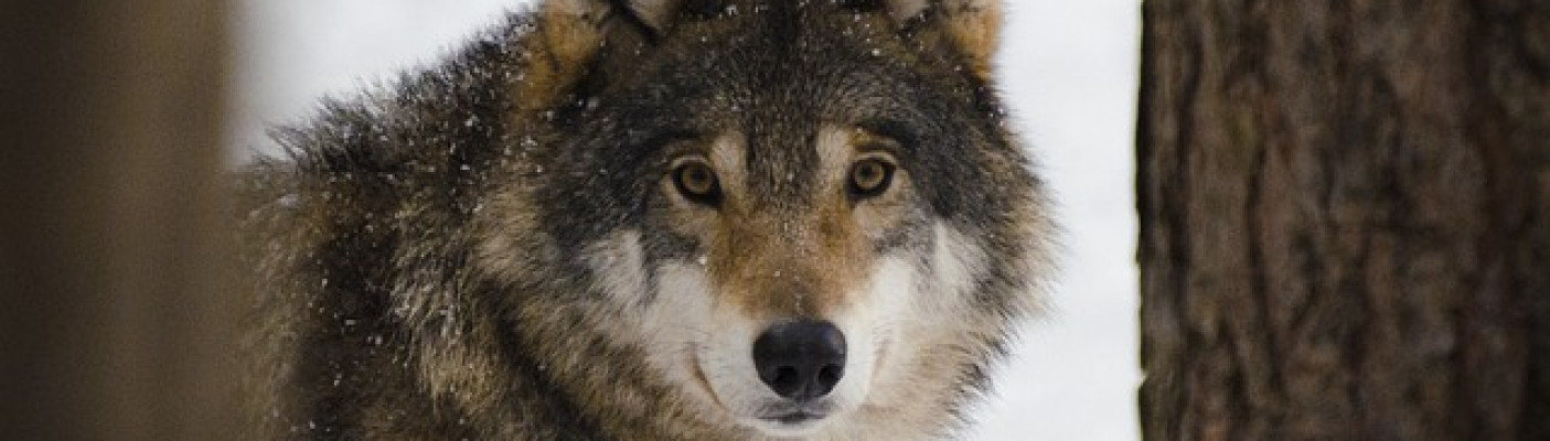 Wolf | Bildquelle: pixabay.com