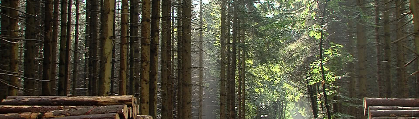 Wald | Bildquelle: RTF.1