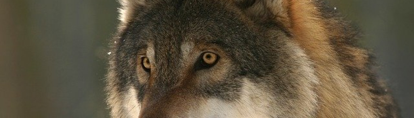 Wolf | Bildquelle: Bild von steffiheufelder auf Pixabay 