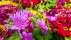 Blumen | Bildquelle: Pixabay