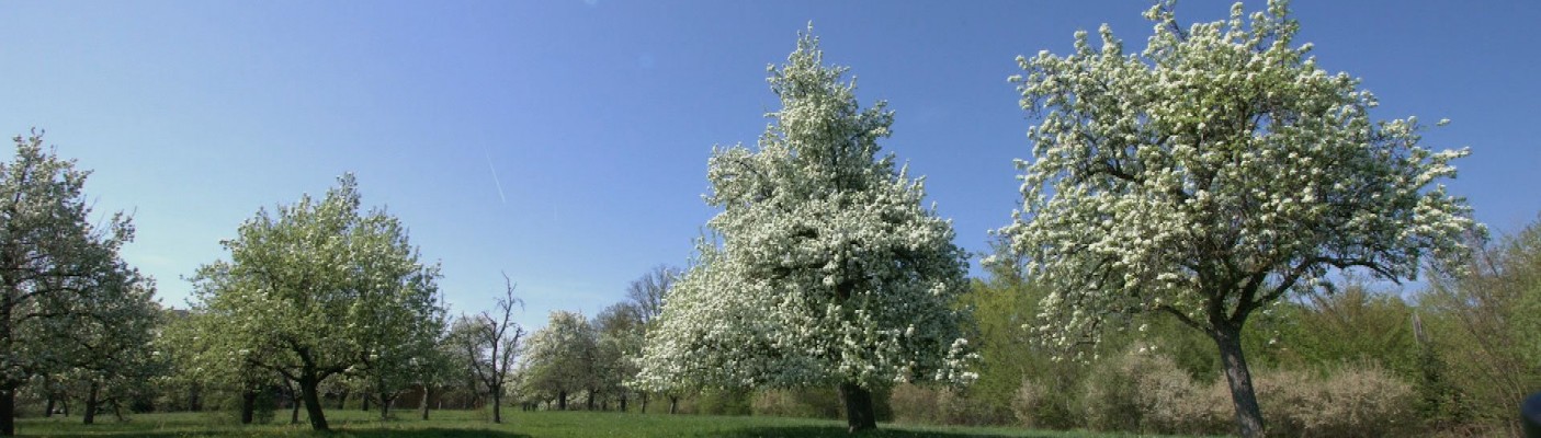 Kirschblüten | Bildquelle: RTF.1