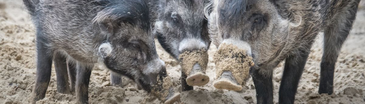 Visayas-Pustelschweine | Bildquelle: Tierpark Hellabrunn / Daniela Hierl