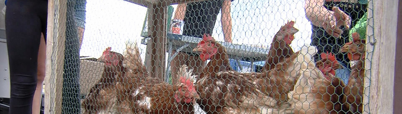 Hühner in Käfig | Bildquelle: RTF.1 Hühner in Käfig | Bildquelle: RTF.1