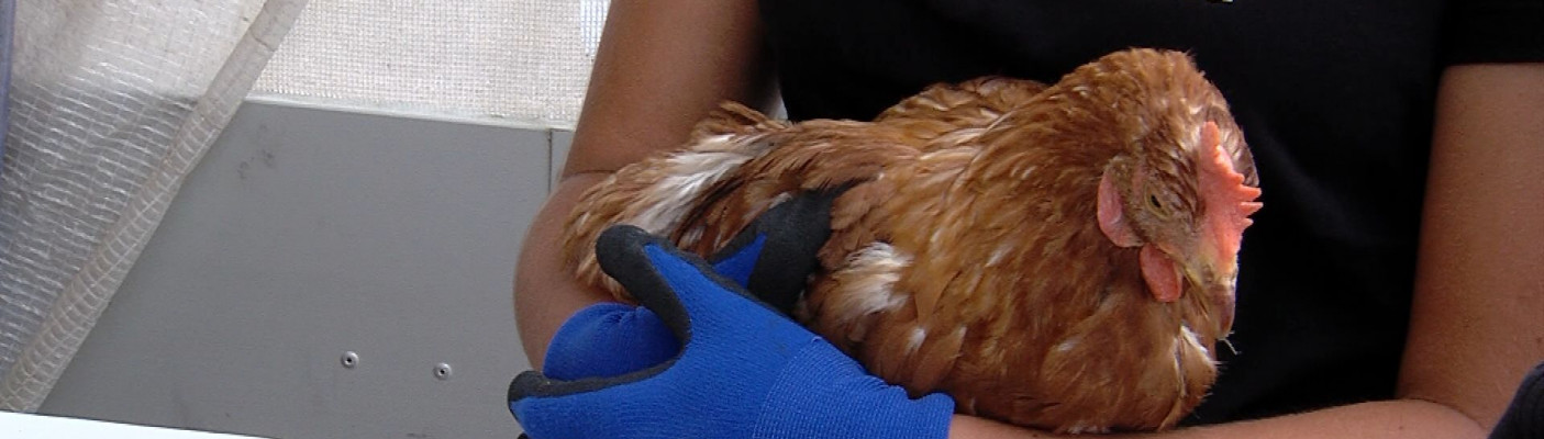 Huhn auf Arm | Bildquelle: RTF.1