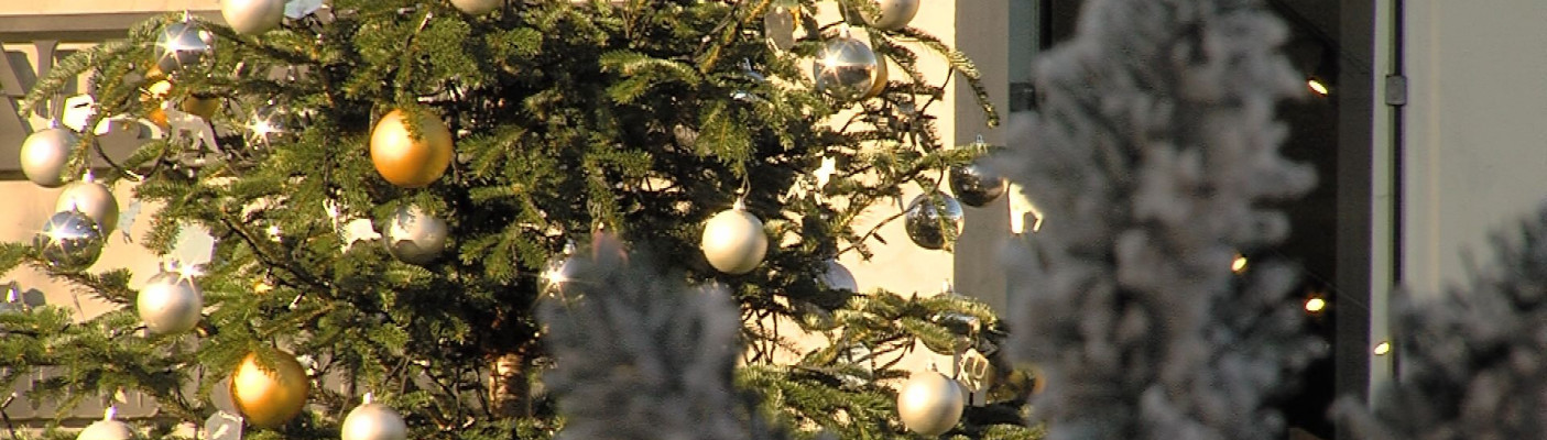 Weihnachtsbäume in Metzingen | Bildquelle: RTF.1