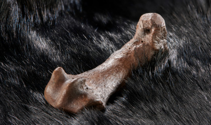 Mittelfußknochen eines Höhlenbären mit Schnittspuren auf einem Fell | Bildquelle: Volker Minkus